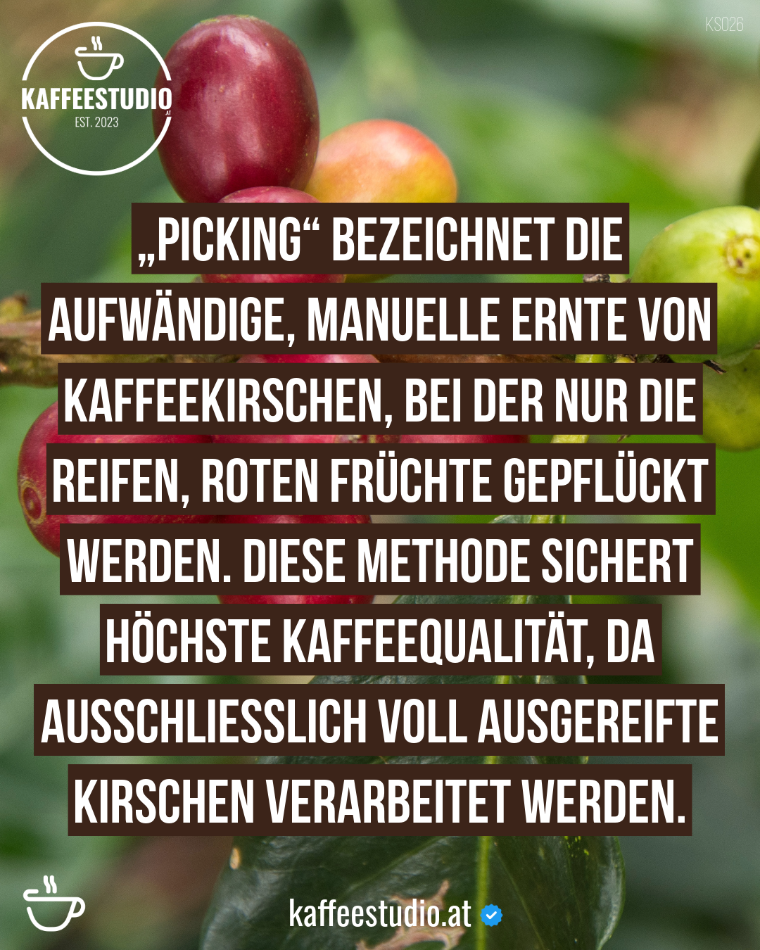 „Picking“ bezeichnet die aufwändige, manuelle Ernte von Kaffeekirschen, bei der nur die reifen, roten Früchte gepflückt werden. Diese Methode sichert höchste Kaffeequalität, da ausschließlich voll ausgereifte Kirschen verarbeitet werden.
