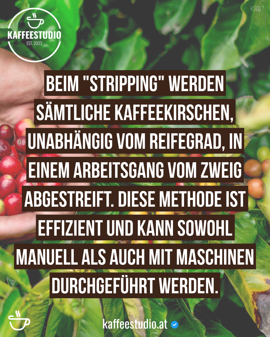 Beim „Stripping" werden sämtliche Kaffeekirschen, unabhängig vom Reifegrad, in einem Arbeitsgang vom Zweig abgestreift. Diese Methode ist effizient und kann sowohl manuell als auch mit Maschinen durchgeführt werden.

Kaffeestudio.at - Folge uns für mehr Kaffeewissen, Fakten, Tipps & Fun Facts.

#stripping #espresso #kaffeekirsche #kaffeeernte #kaffeewissen #kaffeetipps #funfacts #kaffeestudio
