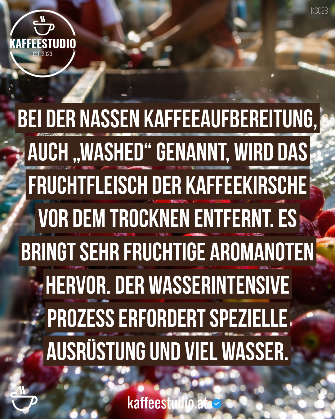 Bei der nassen Kaffeeaufbereitung, auch „Washed" genannt, wird das Fruchtfleisch der Kaffeekirsche vor dem trocknen entfernt. Es bringt sehr fruchtige Aromanoten hervor. Der wasserintensive Prozess erfordert spezielle Ausrüstung und viel Wasser.

Kaffeestudio.at - Folge uns für mehr Kaffeewissen, Fakten, Tipps & Fun Facts.

#kaffeeaufbereitung #espresso #kaffeekirsche #kaffeeernte #kaffeewissen #kaffeetipps #funfacts #kaffeestudio